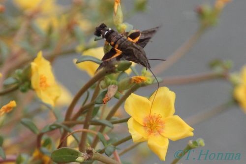 昆虫嫌いな方はご遠慮下さい。ホシホウジャク