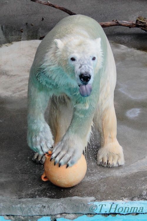 １０月２３日　浜松動物園　キロル　１２時からその２