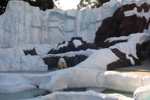 ２０１１年１０月３０日　上野動物園　新北極熊舎