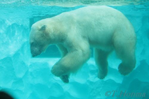 １０月３０日　上野動物園新北極熊舎　おまけ