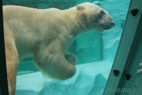 １０月３０日　上野動物園新北極熊舎　さらにおまけ