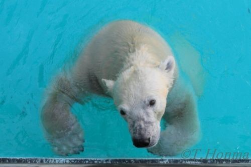 １０月２３日　浜松動物園　キロル　14時台の１枚