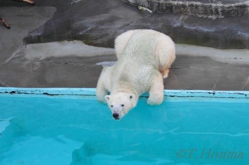 １０月２３日　浜松動物園　キロルのおやつタイム