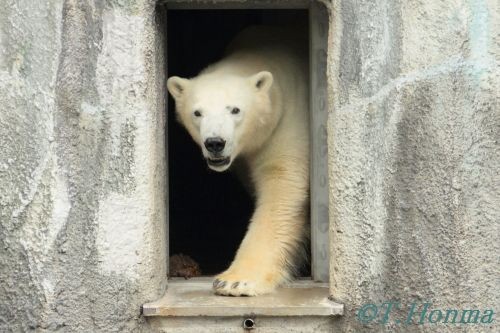 キロル　浜松動物園　１１月１０日