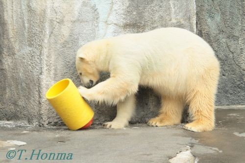 キロル　浜松動物園　１１月１０日の２