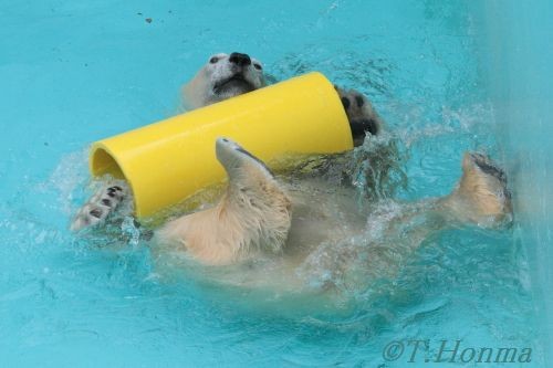 キロル　浜松動物園　１１月１０日の7 黄色い大きな筒遊び2