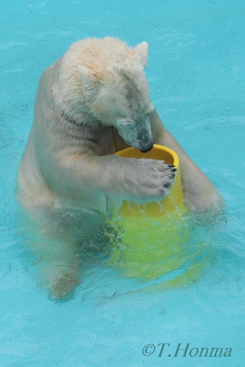 キロル　浜松動物園　１１月１０日の7 黄色い大きな筒遊び ラスト