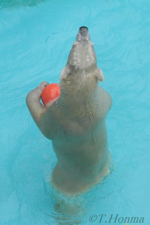 キロル　浜松動物園　１１月１０日の8 　ちいさなブイ遊び