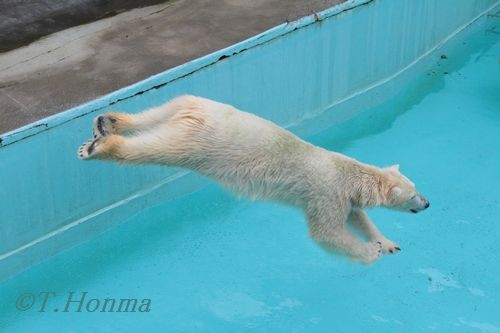 キロル　浜松動物園　１１月１０日の10　ちいさなブイ遊び3