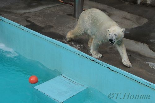 キロル　浜松動物園　１１月１０日の11　ちいさなブイ遊び4