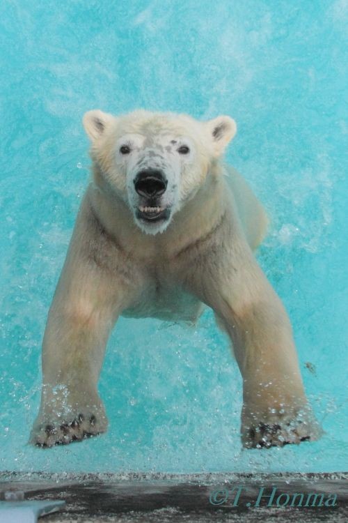 キロル　浜松動物園　１１月１０日の12 こんにちは！