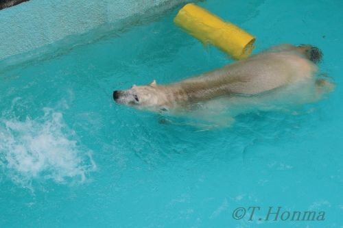 キロル　浜松動物園　１１月１０日の13 黄色い大きな筒遊び再び