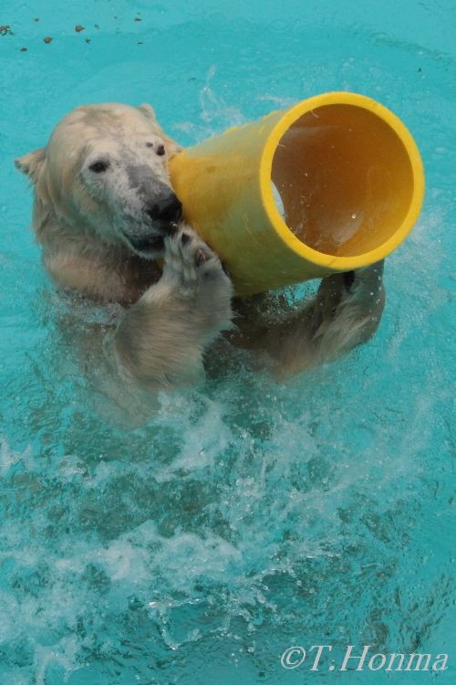 キロル　浜松動物園　１１月１０日の14 黄色い大きな筒遊び再びその２