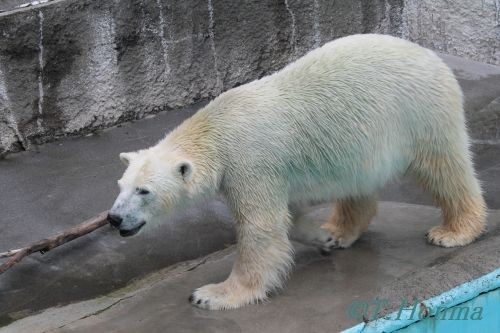 キロル　浜松動物園　１１月１０日の15 この遊びははじめて見ました