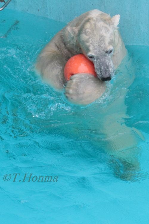 キロル　浜松動物園　１１月１０日の16 この遊びははじめて見ましたその２