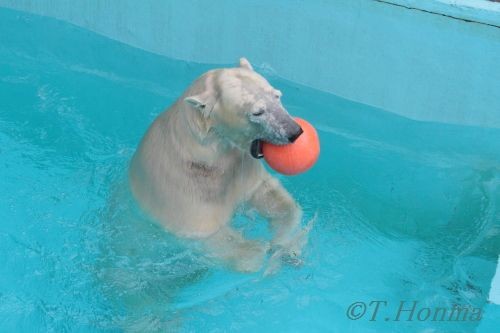 キロル　浜松動物園　１１月１０日の17 今日は早いお帰りでした