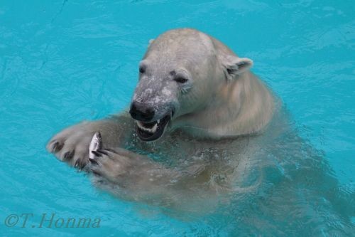 １１月２３日　浜松動物園　キロルのおやつタイム2