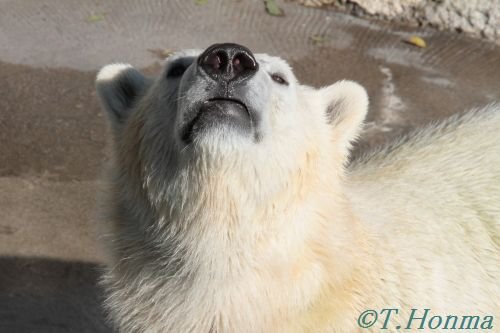 キロル３才の誕生会　１２月１１日　浜松動物園その１