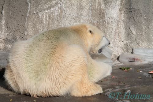 キロル３才の誕生会　１２月１１日　浜松動物園その3