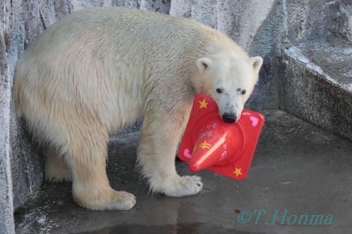 キロル３才の誕生会　１２月１１日　浜松動物園その4