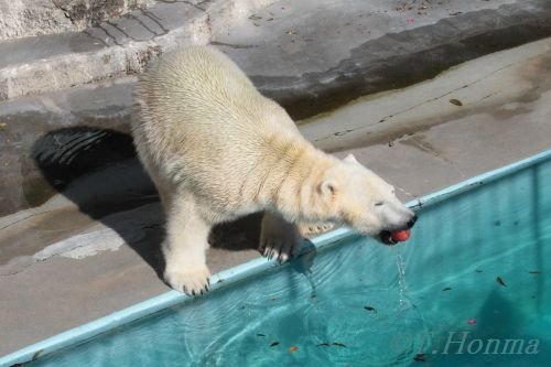 キロル３才の誕生会　動画　１２月１１日　浜松動物園