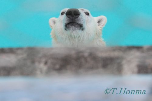 昨日のキロル　1月26日　浜松市動物園