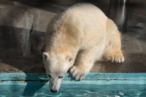 ２０１２年２月５日　キロル　浜松市動物園　９時台