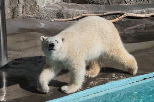 ２０１２年２月５日　キロル　浜松市動物園　１０時台