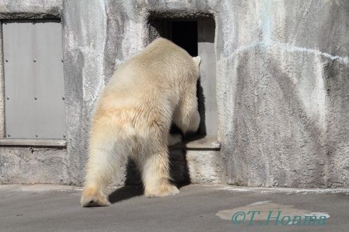 ２０１２年２月５日　キロル　浜松市動物園　１１時台