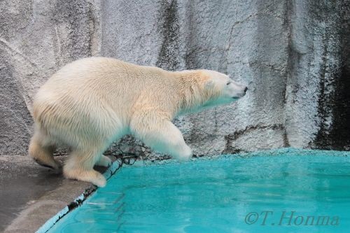 ２０１２年２月５日　キロル　浜松市動物園　１３時台