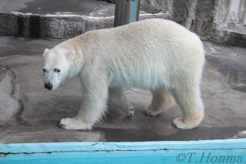 ２０１２年２月５日　キロル　浜松市動物園　1４時台