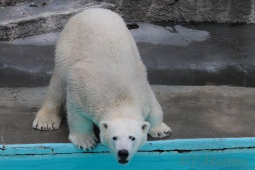 ２０１２年２月５日　キロル　浜松市動物園　1５時台