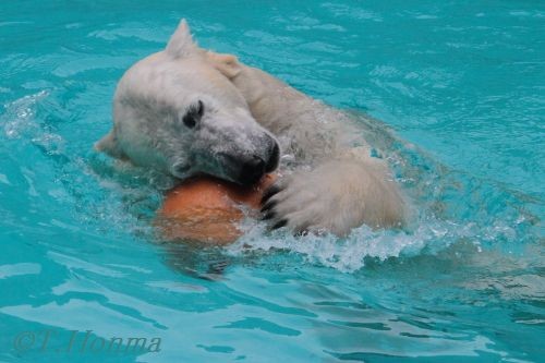 ２０１２年２月５日　キロル　浜松市動物園　1５時台おやつの後は