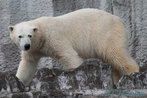 ２０１２年２月５日　キロル　浜松市動物園　1６時台