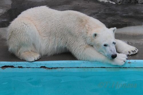 ２０１２年２月５日　キロル　浜松市動物園　閉園後