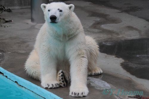 ２０１２年２月５日　キロル　浜松市動物園　ラスト