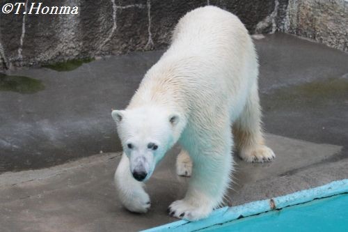 今日のキロル　雨の浜松市動物園　２０１２年３月１７日