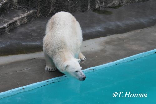 ３月１７日　雨の中でも元気なキロル