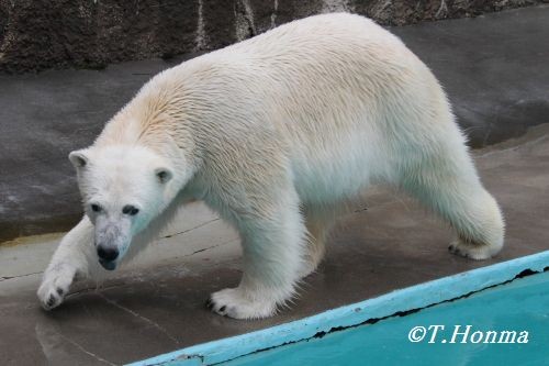 3月１８日のキロル　浜松市動物園