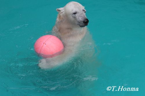 3月１８日のキロル　浜松市動物園 2