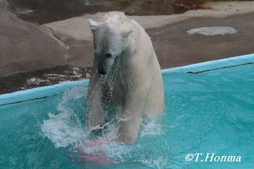 3月１８日のキロル　浜松市動物園3