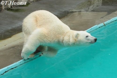 3月１８日のキロル　時間は１１時半まで　浜松市動物園5