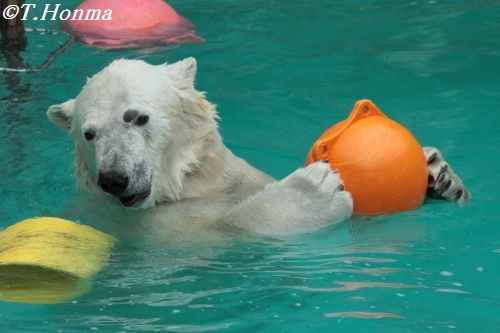 3月１８日のキロル　時間は１１時半から　浜松市動物園６