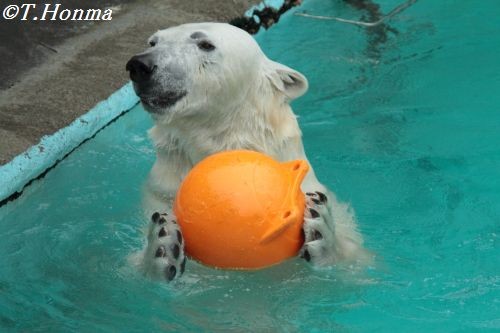 3月１８日のキロル　時間は12時から　浜松市動物園７