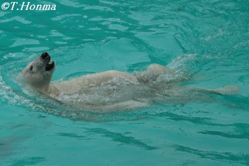 3月１８日のキロル　気になる御仁　浜松市動物園８