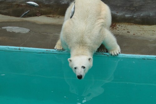 3月１８日のキロル　おやつタイム　浜松市動物園１０