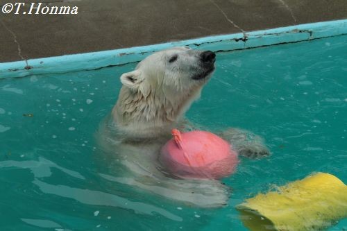 3月１８日のキロル　閉園まで　浜松市動物園１1