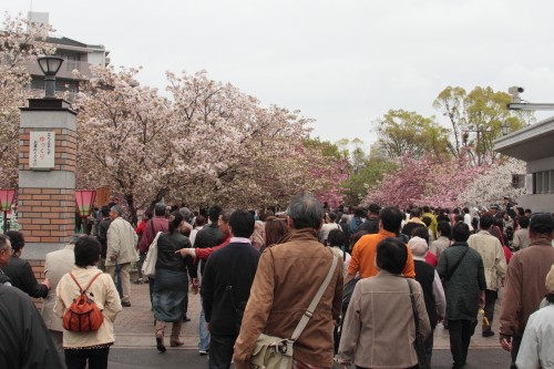 造幣局通り抜け　４月２０日　大阪