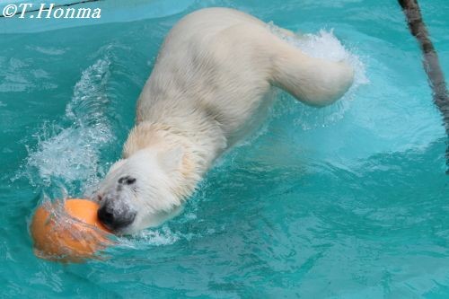 キロル　浜松市動物園　４月３０日　PMおやつ前まで