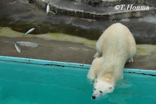 キロル　浜松市動物園　４月３０日　おやつタイム